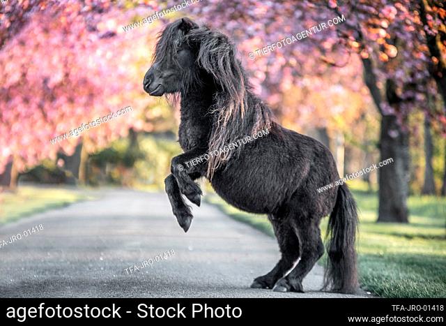 rising Mini Shetland Pony