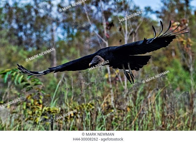 Black Vultures, Coragyps Atratus, Big Cypress National Preserve, Florida