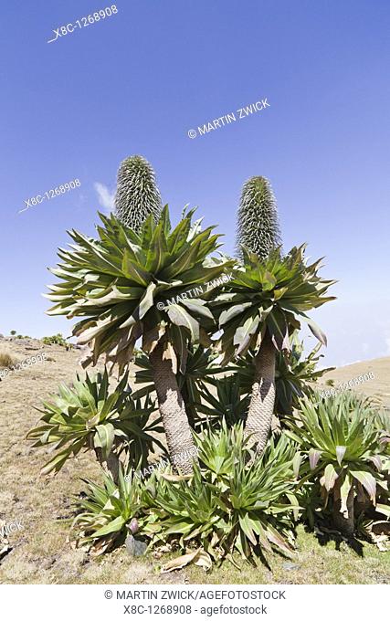 Ethiopian Giant Lobelia Lobelia rhynchopetalum in full bloom at about 4000m  Giant Lobelias family campanulaceae are characteristic for the afro alpine and and...