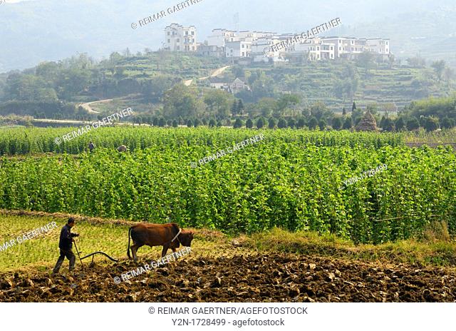 Farmer plowing fields with Bull Ox on rich valley farmland at Yanggancun hilltop village China