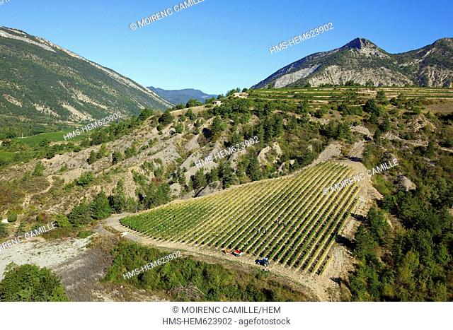 France, Drome, Drome Provencale, Barsac, Beaufayn mountain, vine aerial view