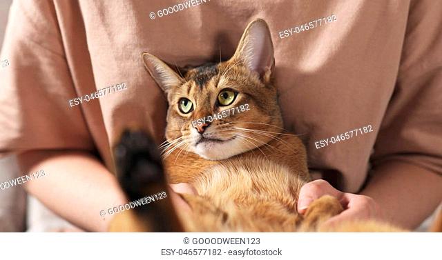 Teen girl with sad abyssinian cat on knees sitting on couch, wide photo