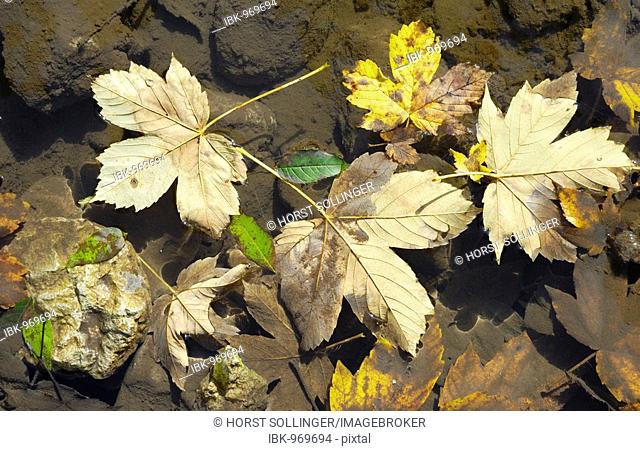 Fallen autumnal maple, beech and ash leaves in a puddle of water, near Schleching, Bavaria, Germany, Europe