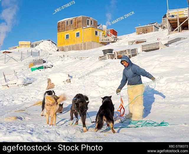 Harnessing the sled dogs. The hunter is wearing traditionl trousers and boots made from polar bear fur. The traditional and remote greenlandic inuit village...