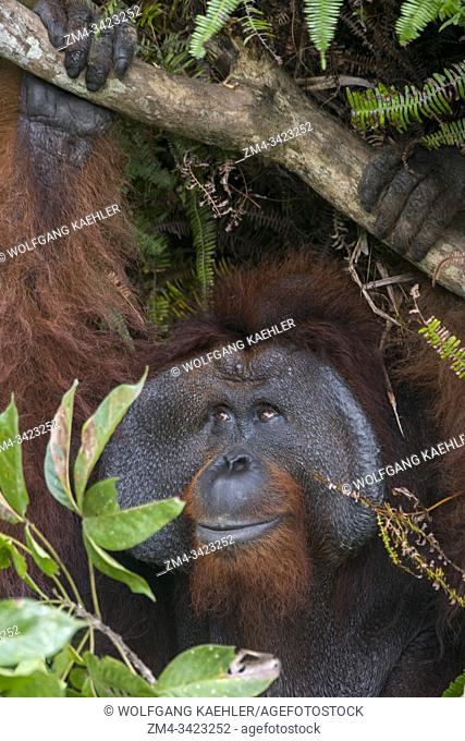 Portrait of a male Orangutan (Pongo pygmaeus) on an Orangutan Island (designed to help the orangutans in their rehabilitation) at Samboja near Balikpapan