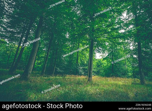 Clearing in a green forest with soft grass and tall trees