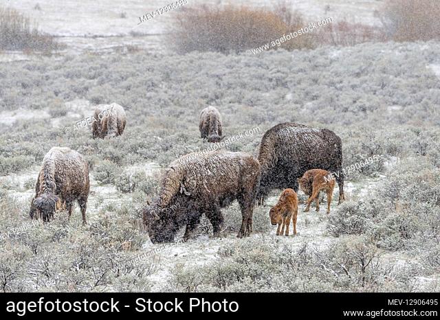 American Bison (Bison bison) cows with young calves in early spring snowstorm, Western U.S