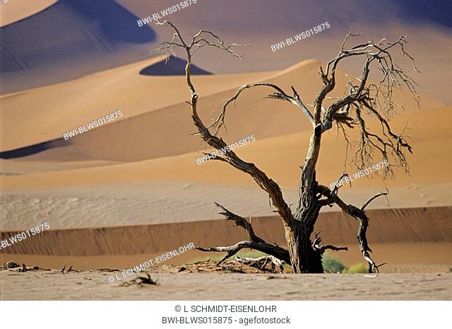 camel thorn, giraffe thorn Acacia erioloba, dead, in sand desert, Namibia, Sossusvlei
