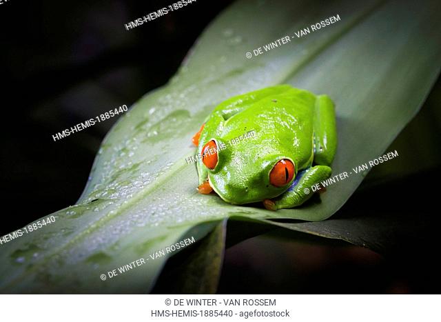 Costa Rica, Alajuela, Vara Blanca, La Paz Waterfall Gardens, Red-Eyed Tree Frog (Agalychnys callidryas)