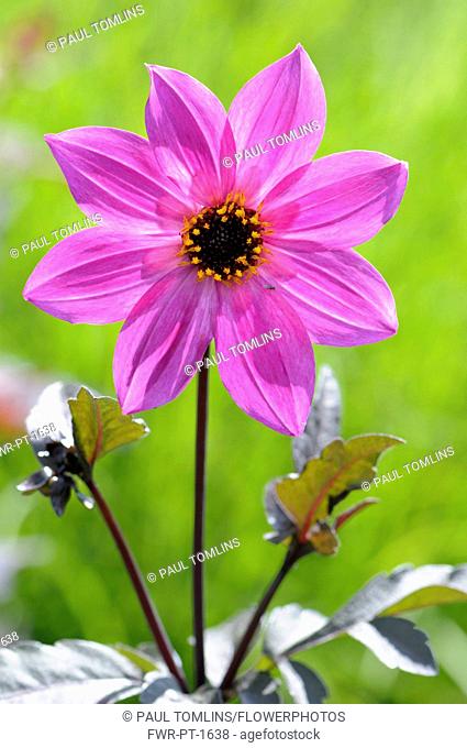 Dahlia, Dahlia 'Magenta Star', Front view of bright pink coloured flower growing outdoor.-