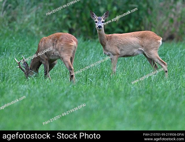 01 July 2021, Brandenburg, Reitwein: A roebuck (l) and a doe are standing in the early morning on a meadow in the Oderbruch