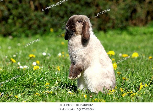 Dwarf Rabbit, Mini Lop. Adult sitting on its haunches on a flowering meadow. Germany