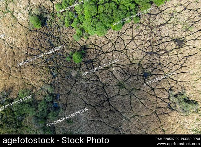 06 May 2022, Brandenburg, Treplin: Like roads on a map, trails of animals branch through the reeds in a wetland on the edge of a forest
