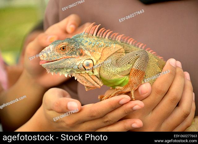 closeuo potrait of green and brown iguana