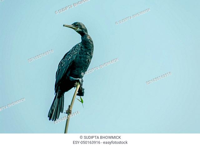 Double-crested (Phalacrocorax auritus) Cormorant, a matte black fishing bird in Kumarakom- Bird- Sanctuary. Popular in rivers lakes and coastal areas of North...