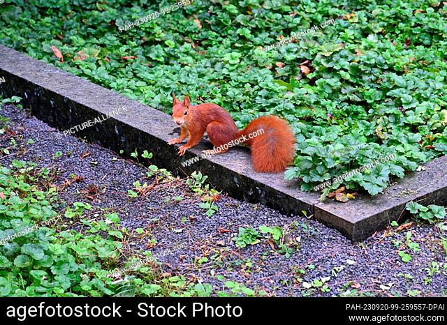 10 September 2023, North Rhine-Westphalia, Cologne: A squirrel (Sciurus) sits on a wall Photo: Horst Galuschka/dpa/Horst Galuschka dpa