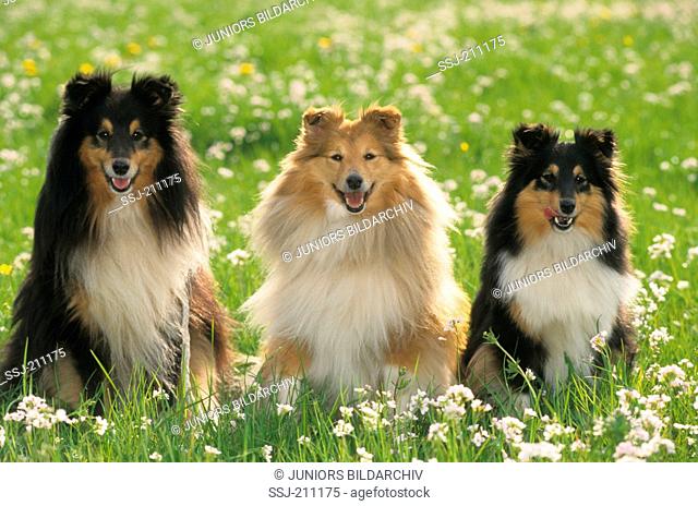 Shetland Sheepdog, Shetland Collie. Three adults sitting next to each other on a meadow. Germany