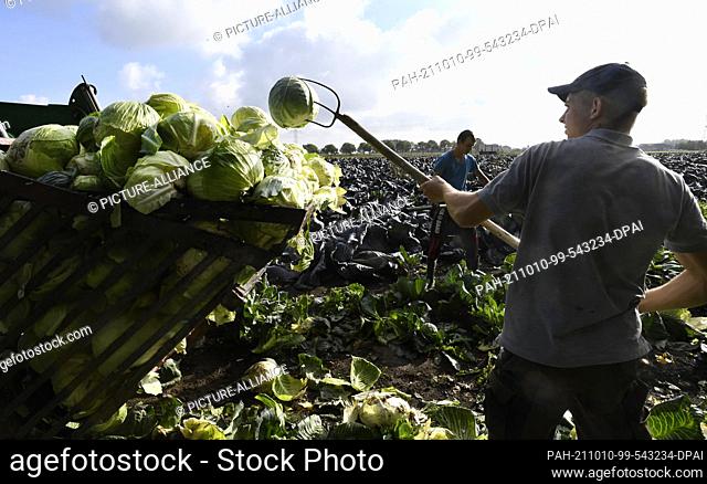 PRODUCTION - 07 October 2021, North Rhine-Westphalia, Kleinenbroich: Employees of farmer Karl Fliegen harvest cabbages in the fields and bring them to the...