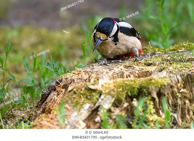 Great spotted woodpecker (Picoides major, Dendrocopos major), on the feed at a rotten tree trunk, Germany, North Rhine-Westphalia