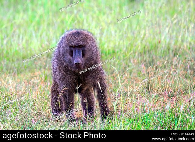 Magnificent baboon. The trip to the African savannah. Safari in Masai Mara National Park, Kenya. Ecological, active and phototourism concept