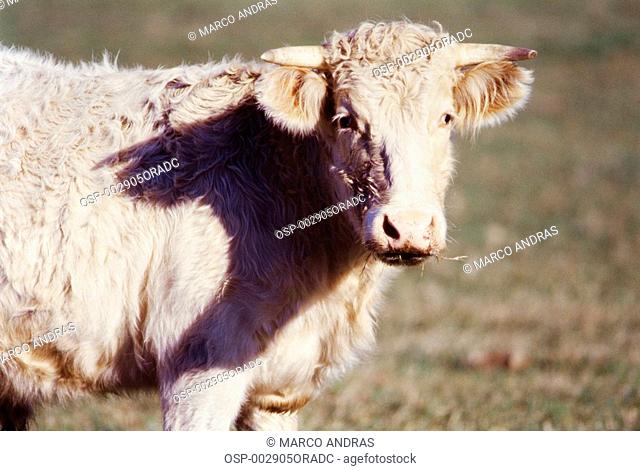 an ox cow getting sun