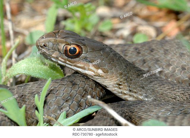 Montpellier Snake, Greece