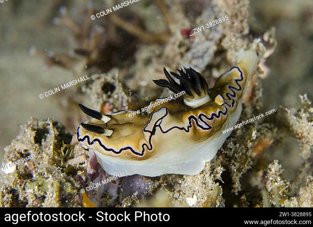 Black-margined Nudibranch (Doriprismatica atromarginata), Sampiri dive site, Bangka Island, north Sulawesi, Indonesia, Pacific Ocean