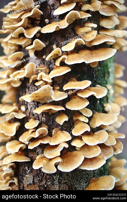 Bracket fungus (Laetiporus sulphureus)
