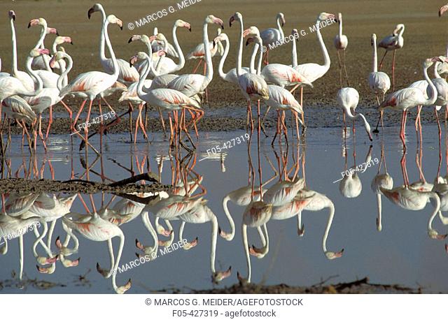 Greater Flamingo (Phoenicopterus ruber). Fuente de Piedra lagoon - Malaga province - Andalucia - Spain