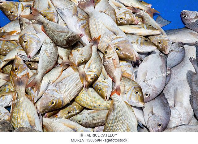 Qatar - Doha - Fish market on the corniche - Fresh fishes in an ice box ready for sale