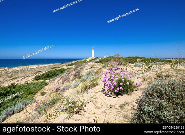 flowers, plants, shrub, and Atlantic Ocean around the lighthouse of Trafalgar Cape Natural Park, next to Canos Meca (Barbate, Cadiz, Andalusia, Spain)