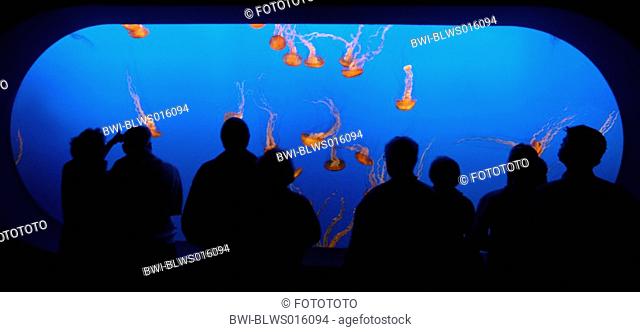Chrysaora fuscescens, visitors in front of the Sea nettles tank at Monterey Bay Aquarium, USA, California