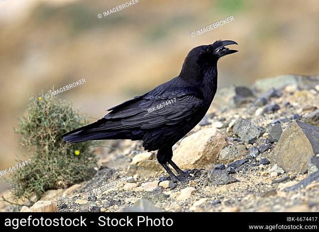 African northern raven (Corvus corax tingitanus), Fuerteventura, Spain, Europe