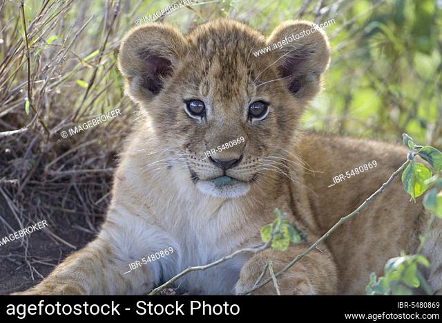 African Lion Lion, lions, predators, mammals, animals, Masai massai lion (Panthera leo nubica) cub, with leaf in mouth, close-up of head, Serengeti N