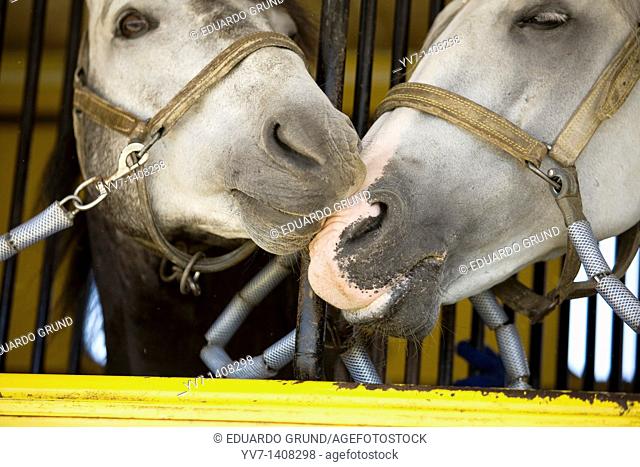 Horse love  Malaga, Costa del Sol, Andalusia, Spain