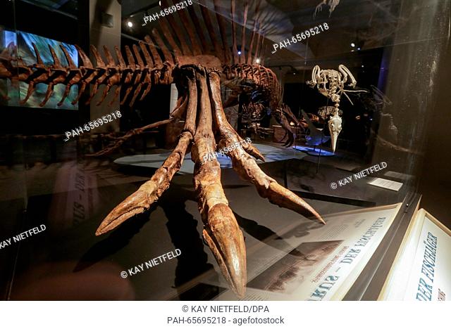 The skeleton of a 'Spinosaurus' on exhibition in the museum for natural history in Berlin, Germany, 8 February 2016. The 'Spinosaurus' is the first skeleton of...