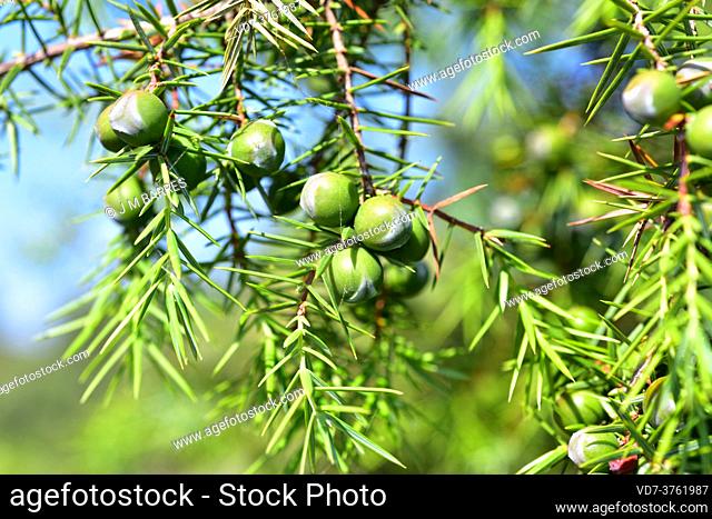 Cade juniper or prickly juniper (Juniperus oxycedrus) is an evergreen coniferous small tree native to Mediterranean region. Cones and leaves detail