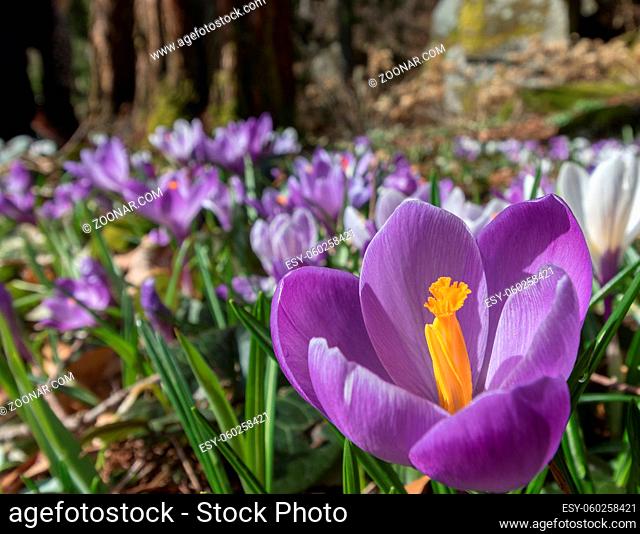 Colorful crocus on a meadow in spring, in Ravnedalen, Kristiansand Norway