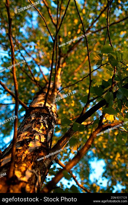 Birch branches with leafs look up. Summer scene