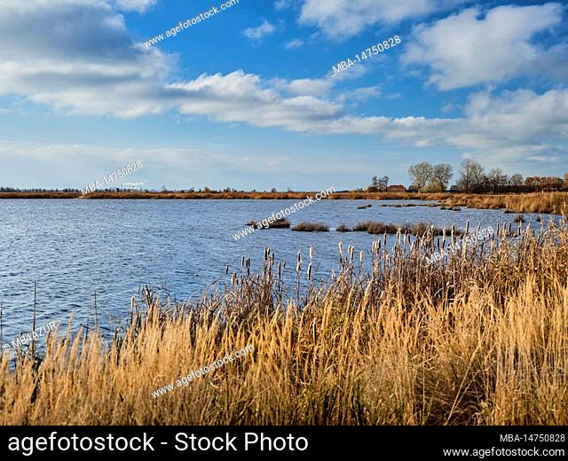 Usedom in autumn, view of a bay at the Szczecin Lagoon, reed belt