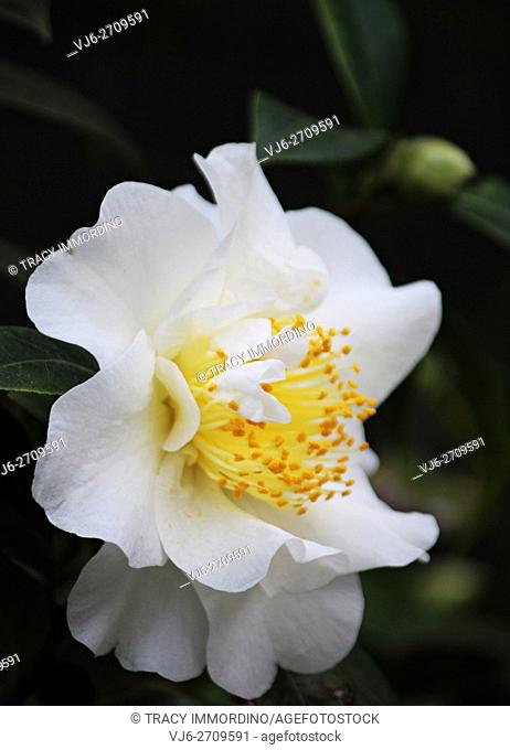 Soft focus close up of a single bloom of a Setsugekka Camellia