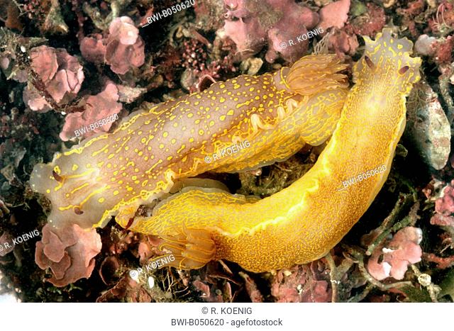giant doris (Hypselodoris elegans, Glossodoris valenciennesi), mating