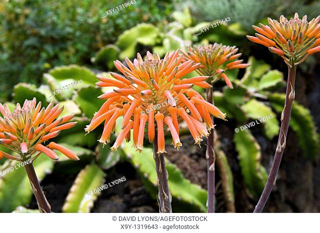 Island of El Hierro, Canary Islands, Spain  Flora & fauna  Aloe flower  Aloe saponaria