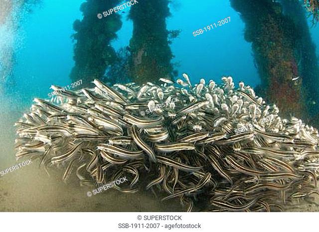 Striped Catfish Plotosus lineatus schooling at Dumaguete Pier capital of Negro Oriental Island Philippines SE Asia