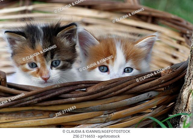 Two kittens sitting in a basket outdoors and looking at camera