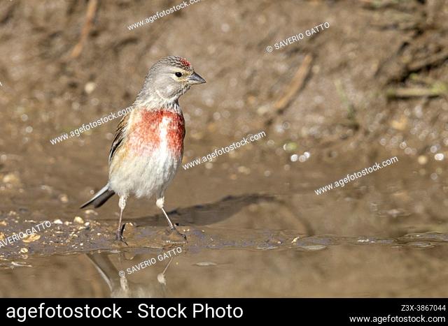 Common Linnet (Linaria cannabina), adult male standing in a pool, Abruzzo, Italy