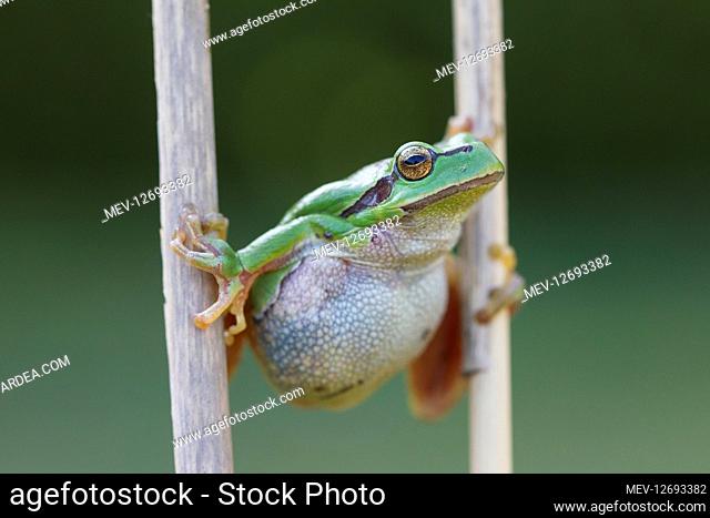European Tree Frog - adult frog - Germany