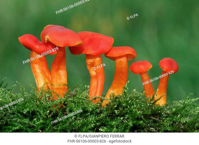 Scarlet Waxcap Hygrocybe coccinea fruiting bodies, growing amongst moss in meadow, Leicestershire, England, september