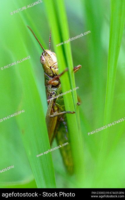 PRODUCTION - 02 August 2023, Berlin: A grasshopper sits on a blade of green grass. The German Nature and Biodiversity Conservation Union (NABU) is calling for...