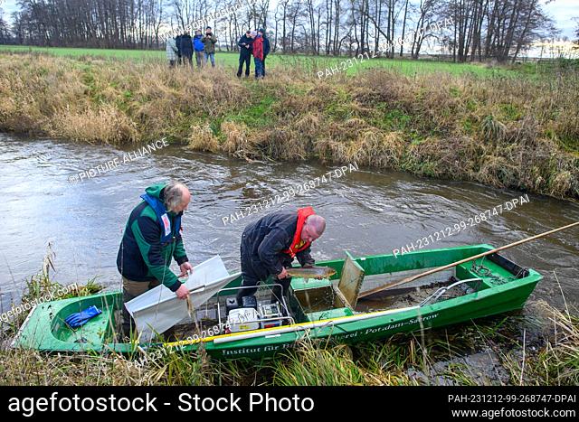 12 December 2023, Saxony-Anhalt, Zerbst: Robert Frenzel (l) and Jens Windheuser (r) from the Institute of Inland Fisheries Potsdam-Sacrow lift a sea trout out...